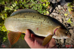 Nymfa REDBASS Nr. 1 L - 80 mm - balení 5 ks