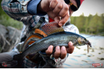 Nymfa REDBASS Nr. 1 L - 80 mm - balení 5 ks