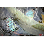 Nymfa REDBASS Nr. 1 L - 80 mm - balení 5 ks