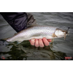 Nymfa REDBASS Nr. 1 L - 80 mm - balení 5 ks