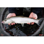 Nymfa REDBASS Nr. 1 L - 80 mm - balení 5 ks