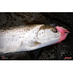 Nymfa REDBASS Nr. 1 L - 80 mm - balení 5 ks