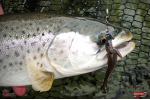Nymfa REDBASS Nr. 1 L - 80 mm - balení 5 ks