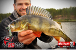 Nymfa REDBASS Nr. 1 L - 80 mm - balení 5 ks