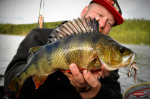 Nymfa REDBASS Nr. 1 L - 80 mm - balení 5 ks