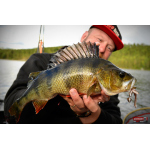 Nymfa REDBASS Nr. 1 L - 80 mm - balení 5 ks