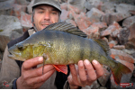 Nymfa REDBASS Nr. 1 L - 80 mm - balení 5 ks