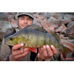 Nymfa REDBASS Nr. 1 L - 80 mm - balení 5 ks