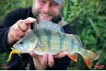 Nymfa REDBASS Nr. 1 L - 80 mm - balení 5 ks
