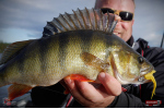 Nymfa REDBASS Nr. 1 L - 80 mm - balení 5 ks