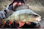 Nymfa REDBASS Nr. 1 L - 80 mm - balení 5 ks