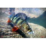 Nymfa REDBASS Nr. 1 L - 80 mm - balení 5 ks