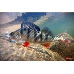 Nymfa REDBASS Nr. 1 L - 80 mm - balení 5 ks