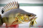 Nymfa REDBASS Nr. 1 L - 80 mm - balení 5 ks