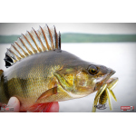 Nymfa REDBASS Nr. 1 L - 80 mm - balení 5 ks