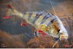 Nymfa REDBASS Nr. 1 L - 80 mm - balení 5 ks