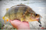 Nymfa REDBASS Nr. 1 L - 80 mm - balení 5 ks