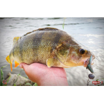 Nymfa REDBASS Nr. 1 L - 80 mm - balení 5 ks