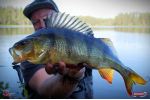 Nymfa REDBASS Nr. 1 L - 80 mm - balení 5 ks