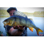 Nymfa REDBASS Nr. 1 L - 80 mm - balení 5 ks