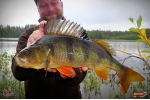 Nymfa REDBASS Nr. 1 L - 80 mm - balení 5 ks