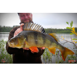 Nymfa REDBASS Nr. 1 L - 80 mm - balení 5 ks
