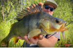 Nymfa REDBASS Nr. 1 L - 80 mm - balení 5 ks