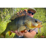 Nymfa REDBASS Nr. 1 L - 80 mm - balení 5 ks