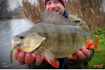 Nymfa REDBASS Nr. 1 L - 80 mm - balení 5 ks