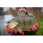 Nymfa REDBASS Nr. 1 L - 80 mm - balení 5 ks