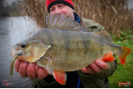 Nymfa REDBASS Nr. 1 L - 80 mm - balení 5 ks