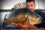 Nymfa REDBASS Nr. 1 L - 80 mm - balení 5 ks