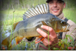 Nymfa REDBASS Nr. 1 L - 80 mm - balení 5 ks