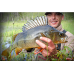 Nymfa REDBASS Nr. 1 L - 80 mm - balení 5 ks