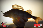 Nymfa REDBASS Nr. 1 L - 80 mm - balení 5 ks