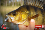 Nymfa REDBASS Nr. 1 L - 80 mm - balení 5 ks