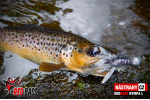 Nymfa REDBASS Nr. 1 L - 80 mm - balení 5 ks