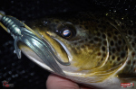 Nymfa REDBASS Nr. 1 L - 80 mm - balení 5 ks