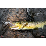 Nymfa REDBASS Nr. 1 L - 80 mm - balení 5 ks