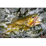 Nymfa REDBASS Nr. 1 L - 80 mm - balení 5 ks
