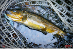 Nymfa REDBASS Nr. 1 L - 80 mm - balení 5 ks