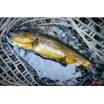 Nymfa REDBASS Nr. 1 L - 80 mm - balení 5 ks