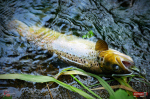 Nymfa REDBASS Nr. 1 L - 80 mm - balení 5 ks