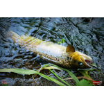 Nymfa REDBASS Nr. 1 L - 80 mm - balení 5 ks