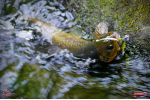 Nymfa REDBASS Nr. 1 L - 80 mm - balení 5 ks