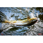 Nymfa REDBASS Nr. 1 L - 80 mm - balení 5 ks