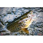 Nymfa REDBASS Nr. 1 L - 80 mm - balení 5 ks