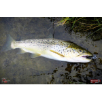 Nymfa REDBASS Nr. 1 L - 80 mm - balení 5 ks