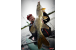 Nymfa REDBASS Nr. 1 L - 80 mm - balení 5 ks