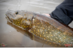 Nymfa REDBASS Nr. 1 L - 80 mm - balení 5 ks